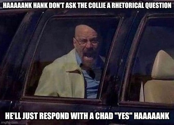 Walter White Screaming At Hank | HAAAAANK HANK DON'T ASK THE COLLIE A RHETORICAL QUESTION; HE'LL JUST RESPOND WITH A CHAD "YES" HAAAAANK | image tagged in walter white screaming at hank | made w/ Imgflip meme maker