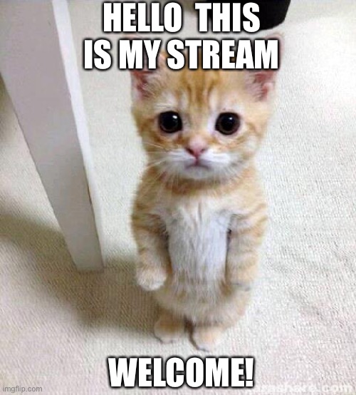 Welcome!!! |  HELLO  THIS IS MY STREAM; WELCOME! | image tagged in memes,cute cat | made w/ Imgflip meme maker