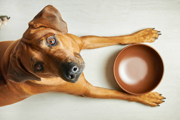 High Quality dog with bowl Blank Meme Template