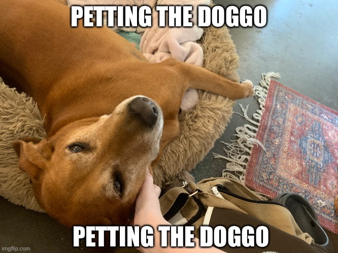 Daisy good doggo | PETTING THE DOGGO; PETTING THE DOGGO | made w/ Imgflip meme maker