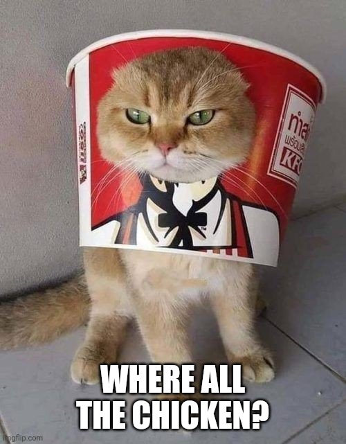 NO KFC FOR KITTY | WHERE ALL THE CHICKEN? | image tagged in cats,funny cats,kfc | made w/ Imgflip meme maker