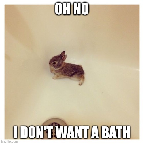 LITTLE BUNNY BETTER GET OUT | OH NO; I DON'T WANT A BATH | image tagged in bunny,rabbit,bunnies | made w/ Imgflip meme maker