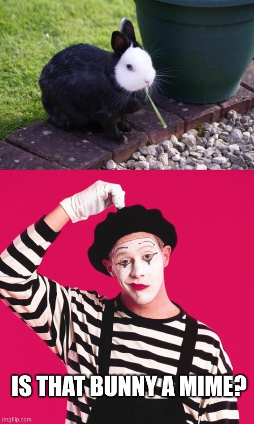 MIME BUNNY | IS THAT BUNNY A MIME? | image tagged in confused mime,bunny,rabbit,bunnies | made w/ Imgflip meme maker