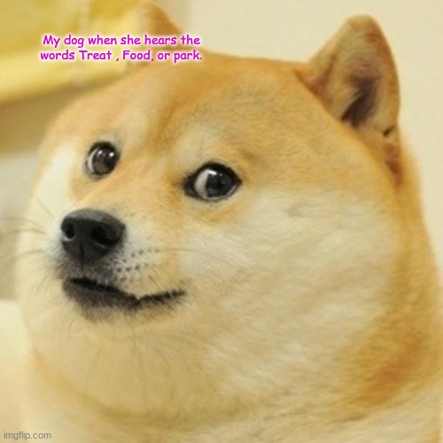 Doge | My dog when she hears the words Treat , Food, or park. | image tagged in memes,doge,dog,fun | made w/ Imgflip meme maker