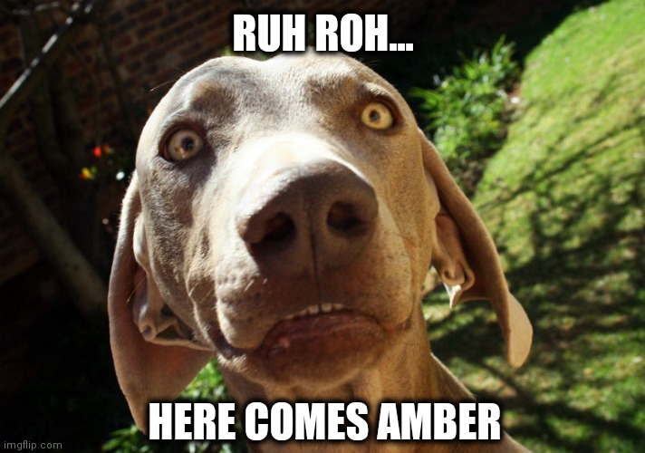 Uh oh | RUH ROH... HERE COMES AMBER | image tagged in uh oh | made w/ Imgflip meme maker