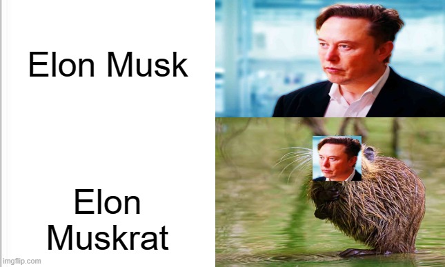 Elon Muskrat |  Elon Musk; Elon Muskrat | image tagged in elon musk | made w/ Imgflip meme maker