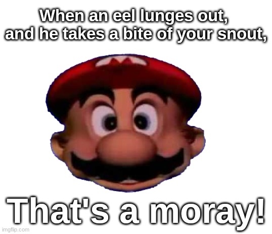 Mario head | When an eel lunges out,  and he takes a bite of your snout, That's a moray! | image tagged in mario head | made w/ Imgflip meme maker