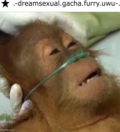 **Dies From Cringe** | image tagged in dying orangutan | made w/ Imgflip meme maker