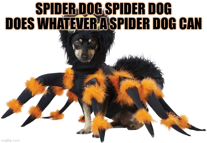 Spider Dog | SPIDER DOG SPIDER DOG DOES WHATEVER A SPIDER DOG CAN | image tagged in spider dog | made w/ Imgflip meme maker
