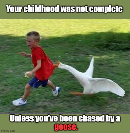 goose chase | Your childhood was not complete; Unless you've been chased by a; goose. | image tagged in goose chase | made w/ Imgflip meme maker
