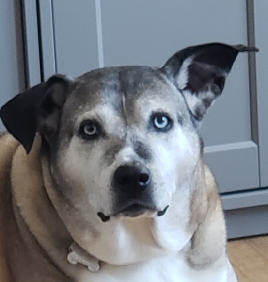 High Quality Overweight dog Blank Meme Template