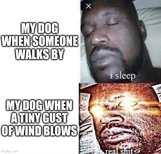 shes a dumb dog but i still love her | MY DOG WHEN SOMEONE WALKS BY; MY DOG WHEN A TINY GUST OF WIND BLOWS | image tagged in i sleep real shit | made w/ Imgflip meme maker