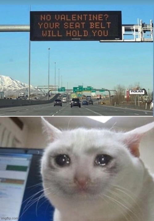 Seat belt | image tagged in crying cat,fun,cats | made w/ Imgflip meme maker