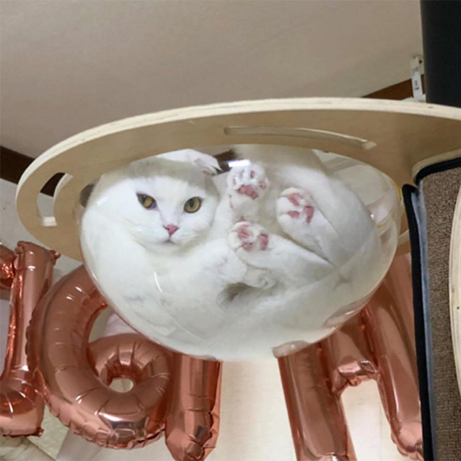 cat in bowl Blank Meme Template