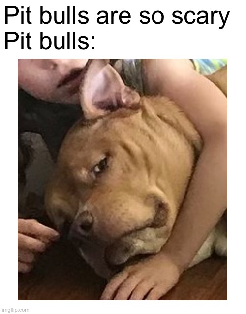 This my old dog btw | Pit bulls are so scary
Pit bulls: | image tagged in blank white template | made w/ Imgflip meme maker