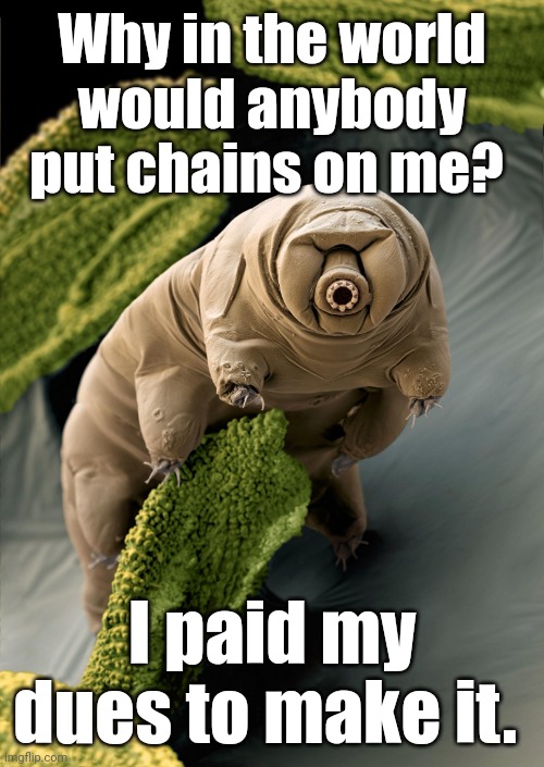 I'm a Tardigrade. I can survive 30 years without food & water. | Why in the world
would anybody
put chains on me? I paid my dues to make it. | image tagged in i'm a tardigrade i can survive 30 years without food water | made w/ Imgflip meme maker