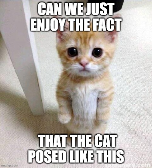 Cute Cat Meme | CAN WE JUST ENJOY THE FACT; THAT THE CAT POSED LIKE THIS | image tagged in memes,cute cat | made w/ Imgflip meme maker