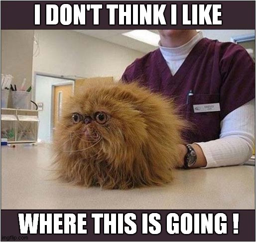 A Nervous Cat At The Vets ! | I DON'T THINK I LIKE; WHERE THIS IS GOING ! | image tagged in cats,vets,nervous | made w/ Imgflip meme maker
