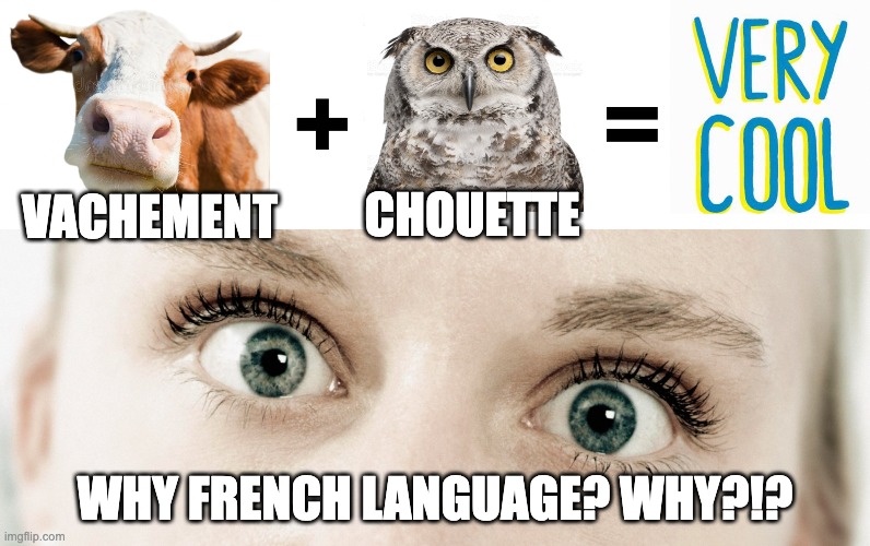 Vachement chouette = | CHOUETTE; VACHEMENT; WHY FRENCH LANGUAGE? WHY?!? | image tagged in french | made w/ Imgflip meme maker