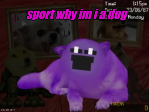 dave the dog | sport why im i a dog | image tagged in memes | made w/ Imgflip meme maker