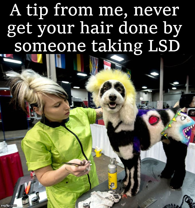 A tip from me, never 
get your hair done by 
someone taking LSD | image tagged in dogs | made w/ Imgflip meme maker