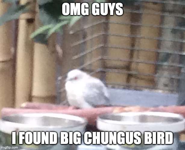 big chungus reborn let's go | OMG GUYS; I FOUND BIG CHUNGUS BIRD | image tagged in big chungus bird | made w/ Imgflip meme maker