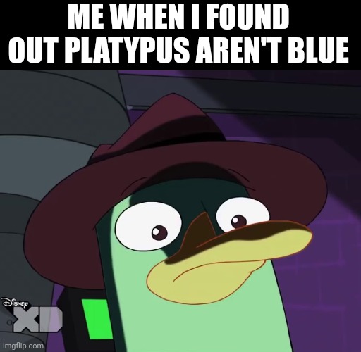 Unsettled Perry the platypus | ME WHEN I FOUND OUT PLATYPUS AREN'T BLUE | image tagged in unsettled perry the platypus | made w/ Imgflip meme maker