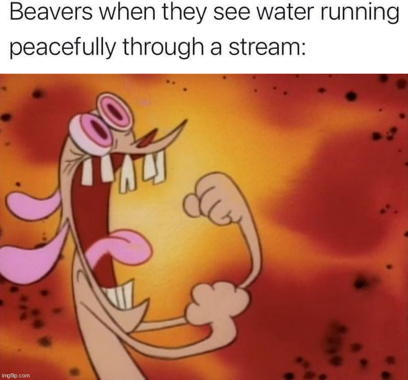 image tagged in ren and stimpy i'm so angry,beavers | made w/ Imgflip meme maker