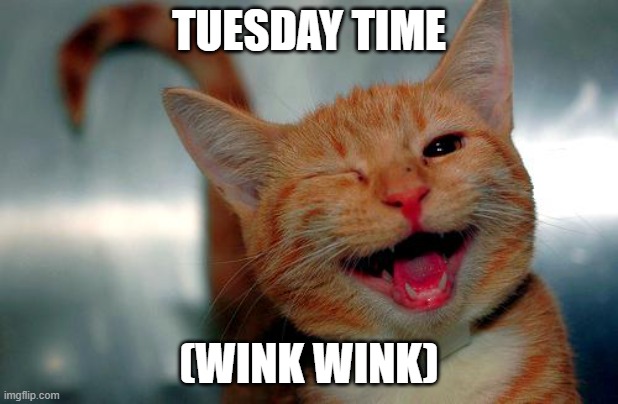 winky kitty | TUESDAY TIME; (WINK WINK) | image tagged in winky kitty | made w/ Imgflip meme maker
