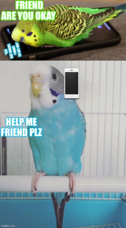 FRIEND ARE YOU OKAY; *YES BUT HURRY, I WANT TO GET OUT*; HELP ME FRIEND PLZ | image tagged in help the bird | made w/ Imgflip meme maker