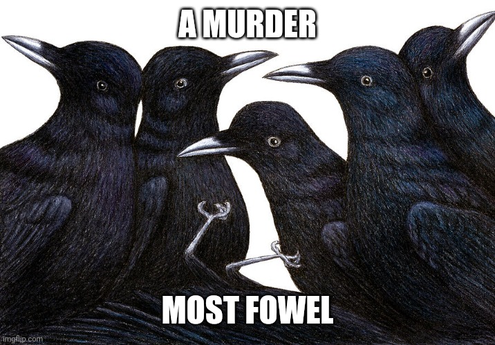 A murder most fowel |  A MURDER; MOST FOWEL | image tagged in murder of crows,bird,black,crow,group | made w/ Imgflip meme maker