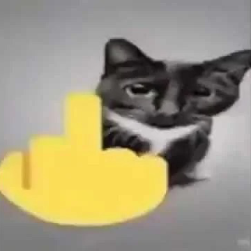 High Quality Flip Off Cat Blank Meme Template