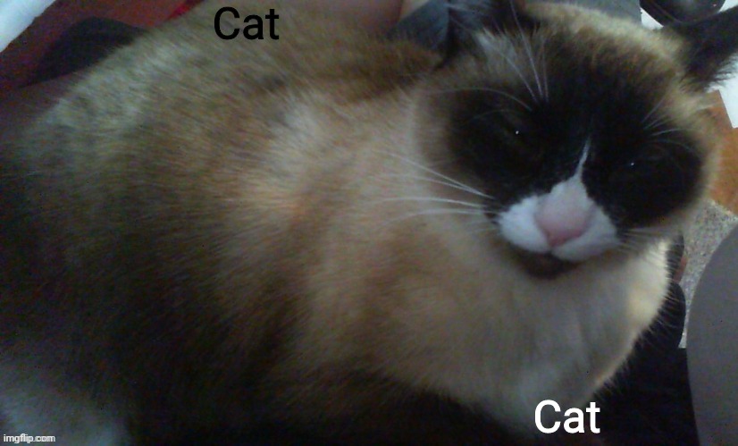 crackhead asshole feline whom i love dearly | Cat; Cat | image tagged in crackhead asshole feline whom i love dearly | made w/ Imgflip meme maker