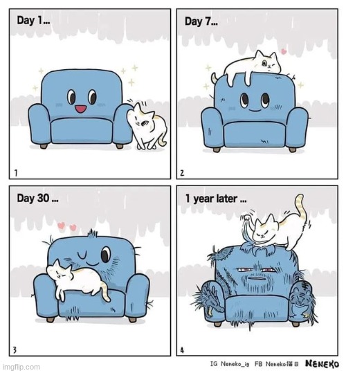 Cat and the couch | image tagged in cats,cute,animals,comics/cartoons,cat | made w/ Imgflip meme maker