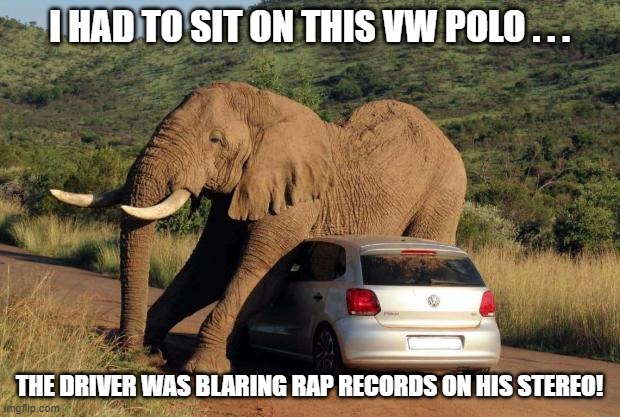 Rap-Hating Elephant Sits on Volkswagen Polo | I HAD TO SIT ON THIS VW POLO . . . THE DRIVER WAS BLARING RAP RECORDS ON HIS STEREO! | image tagged in elephant on volkswagen,vw polo,i hate rap,rap sucks | made w/ Imgflip meme maker