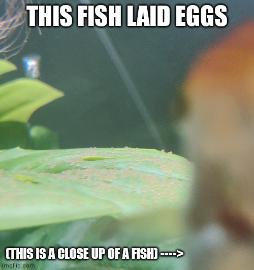 THIS FISH LAID EGGS; (THIS IS A CLOSE UP OF A FISH) ----> | made w/ Imgflip meme maker