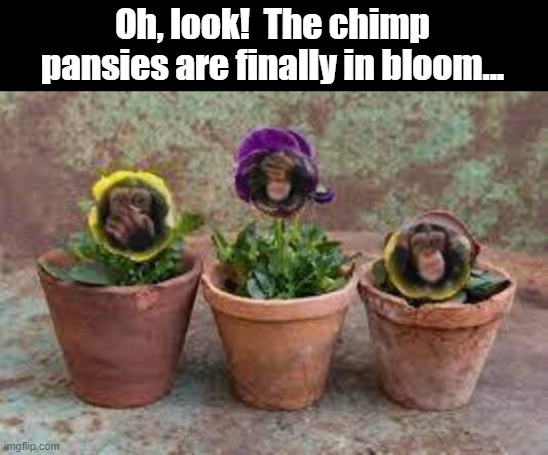 Chimp Pansies are in bloom | Oh, look!  The chimp pansies are finally in bloom... | image tagged in chimp,chimpanzee,pansies,potted plant | made w/ Imgflip meme maker
