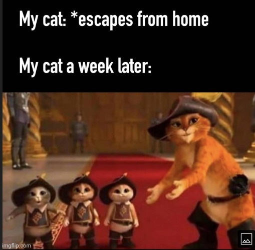 I brought kittens home! | image tagged in cats,kittens | made w/ Imgflip meme maker