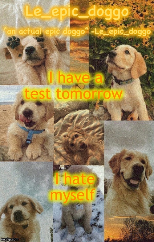 Doggo temp by doggo. Wait what that’s confusing | I have a test tomorrow; I hate myself | image tagged in doggo temp by doggo wait what that s confusing | made w/ Imgflip meme maker