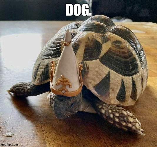 dog. | DOG. | image tagged in dog | made w/ Imgflip meme maker