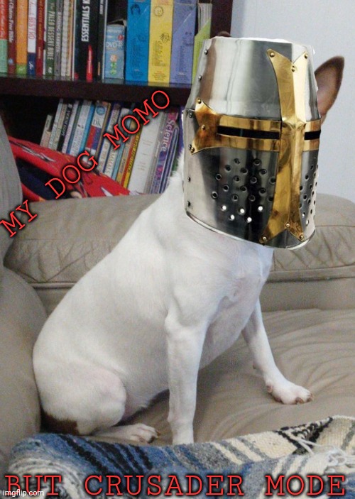 Is this ok? | MY DOG MOMO; BUT CRUSADER MODE | image tagged in momo my dog | made w/ Imgflip meme maker