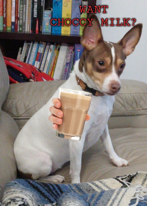 This is my dog | WANT CHOCCY MILK? | image tagged in momo my dog | made w/ Imgflip meme maker