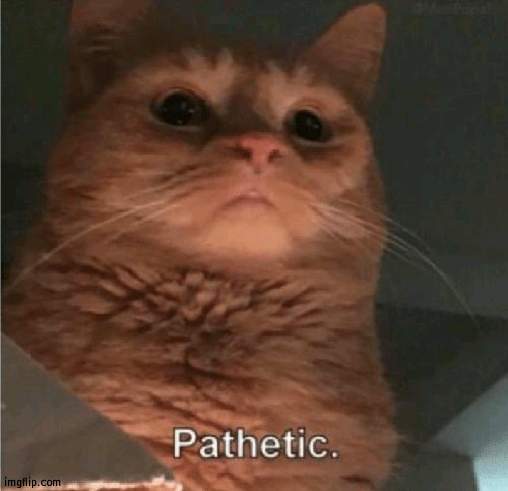 Pathetic Cat | image tagged in pathetic cat | made w/ Imgflip meme maker