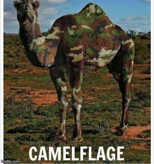 Camelflage | image tagged in camelflage | made w/ Imgflip meme maker