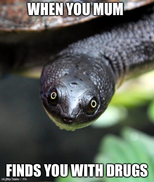 Drugs | WHEN YOU MUM; FINDS YOU WITH DRUGS | image tagged in snake | made w/ Imgflip meme maker