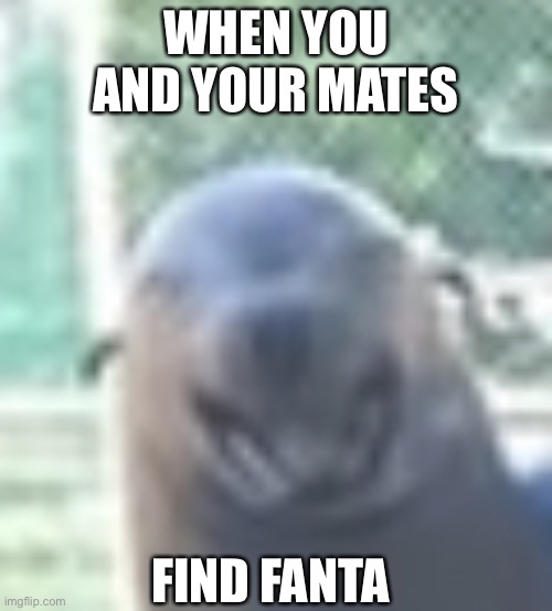 Fanta seal | WHEN YOU AND YOUR MATES; FIND FANTA | image tagged in boi | made w/ Imgflip meme maker