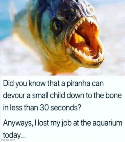 Know your piranha ! | image tagged in aquarium | made w/ Imgflip meme maker