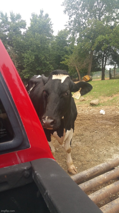 Holstein cow | image tagged in cow,farm,dairy,holstien,truck,zoo | made w/ Imgflip meme maker