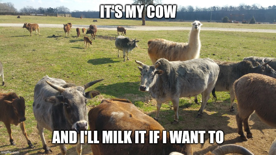 It's my cow and I'll milk it if I want to | IT'S MY COW; AND I'LL MILK IT IF I WANT TO | image tagged in spoof,funny,cows | made w/ Imgflip meme maker