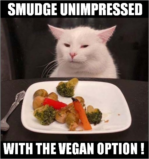 Is It Food ? | SMUDGE UNIMPRESSED; WITH THE VEGAN OPTION ! | image tagged in cats,smudge,unimpressed,vegan,food | made w/ Imgflip meme maker